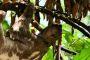 Amazonas06 - 394 * Three-toed Sloth.